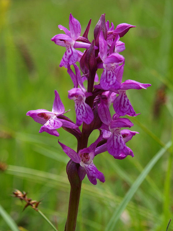 Chiedo ancora aiutooooo (Dactylorhiza incarnata/lapponica?)